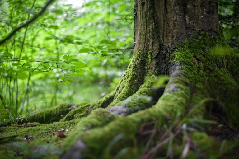 BLOG-2:-“(Harmony with Nature: The Path to Sustainable Living)”